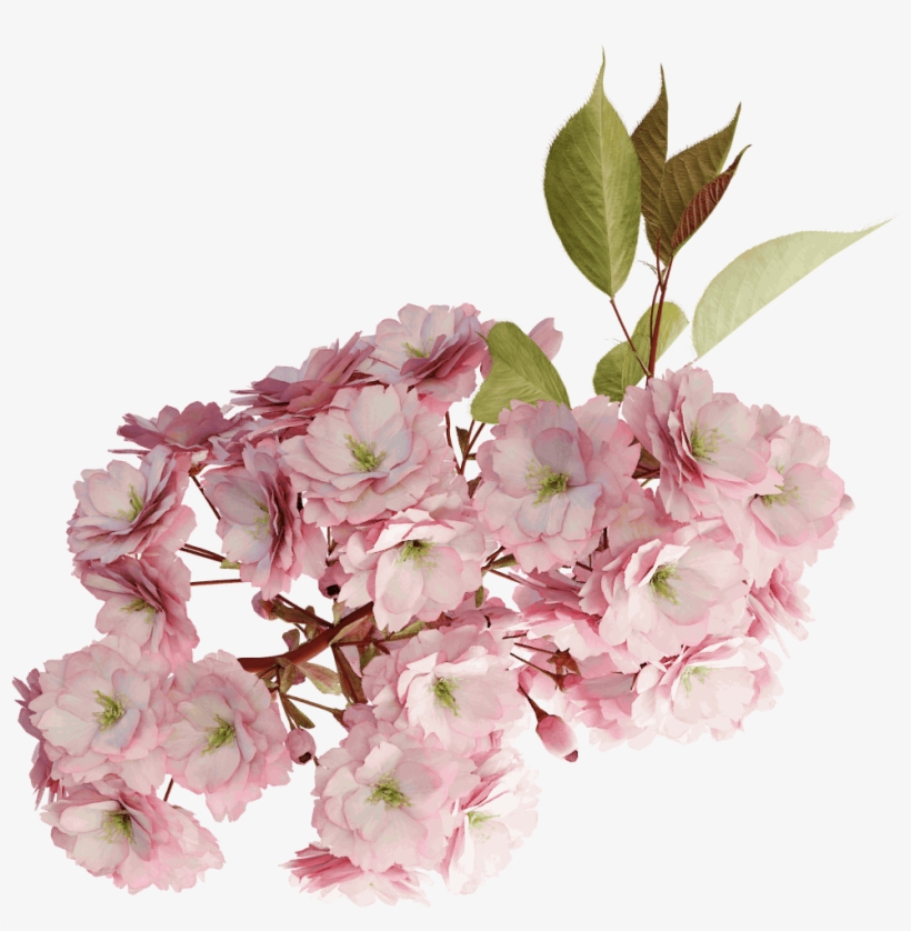 Japanese Cherry - Cherry Blossom, transparent png download