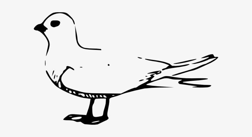 Free Vector Fairy Tern Clip Art - Arctic Birds Clip Art, transparent png download