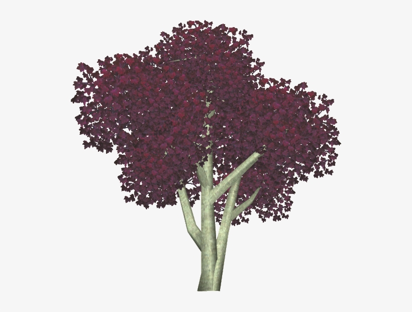 Bloodgood Japanese Maple 4 - Red Bud, transparent png download