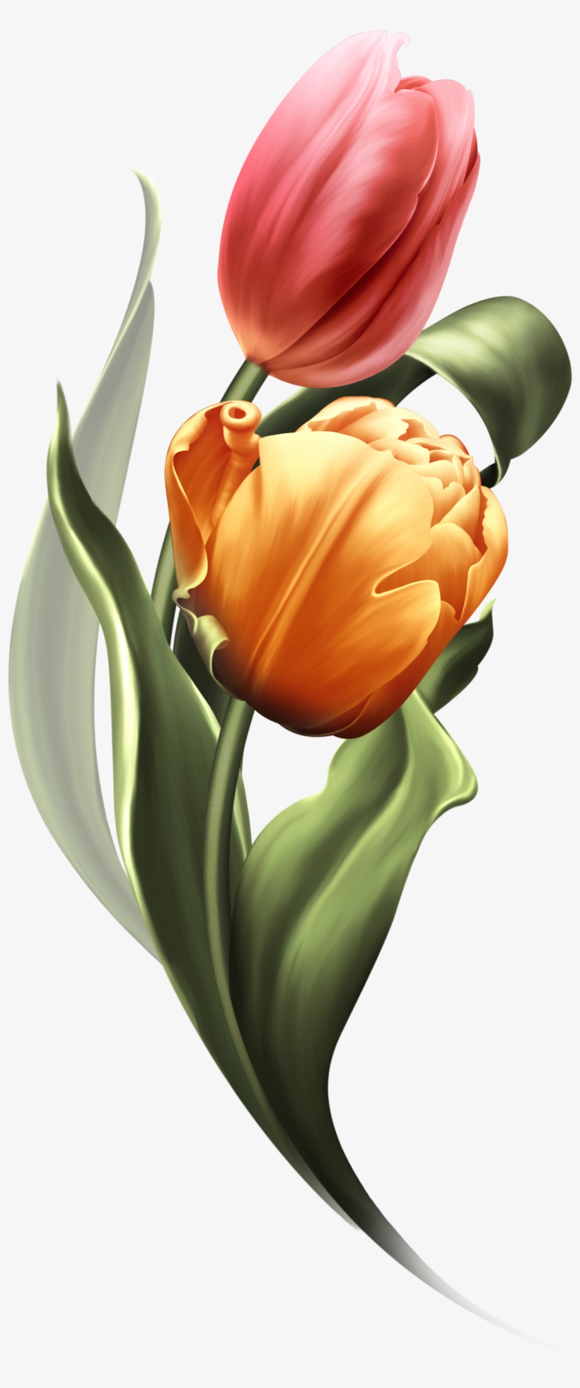 Bring Me Tulips Bring It On, Tulips, Tulips Flowers, - Flower, transparent png download