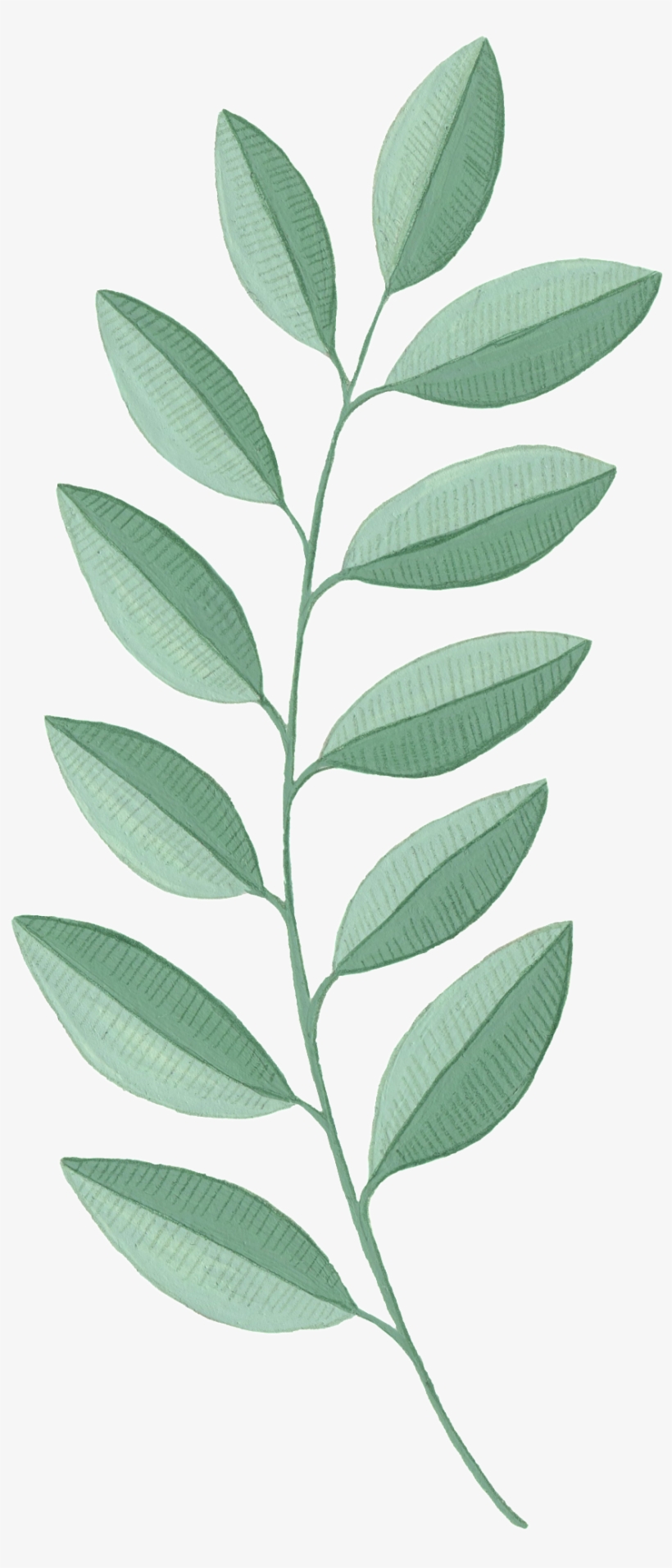 Leaf Png Material - Portable Network Graphics, transparent png download