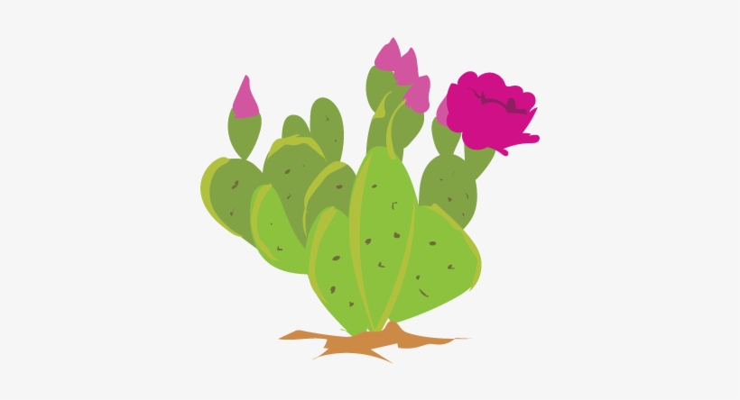 Its Cactus Week On Inaturalist Feb - Prickly Pear Cactus Clipart Png, transparent png download