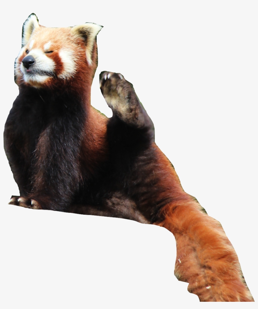 The Red Panda Is The 8th Most Endargered Animal - Red Panda, transparent png download