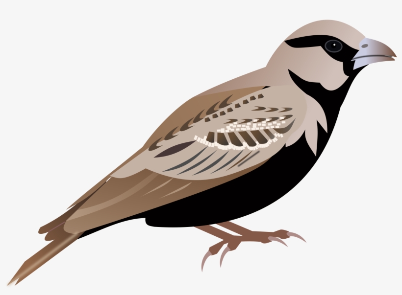 Swamp Sparrow Clipart Png Transparent - Sparrow Clipart Png, transparent png download