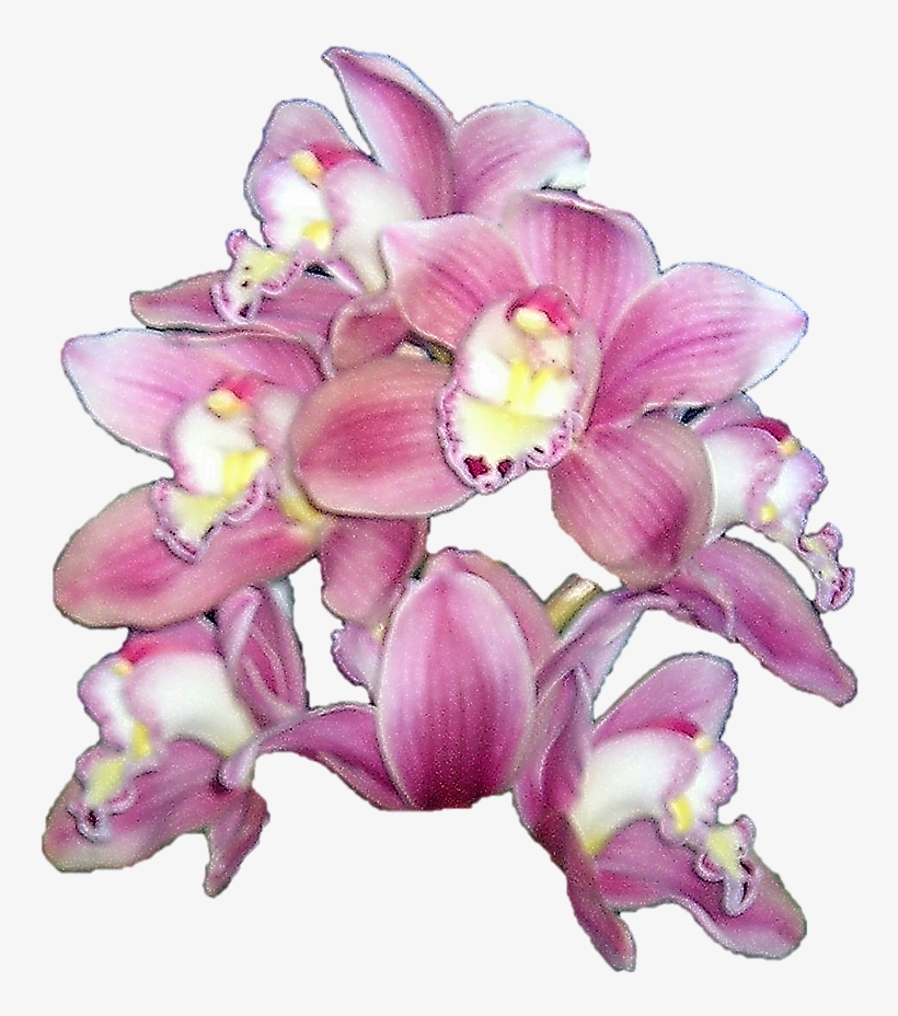 Publicat De Eu Ciresica La - Watercolor Orchid Png, transparent png download