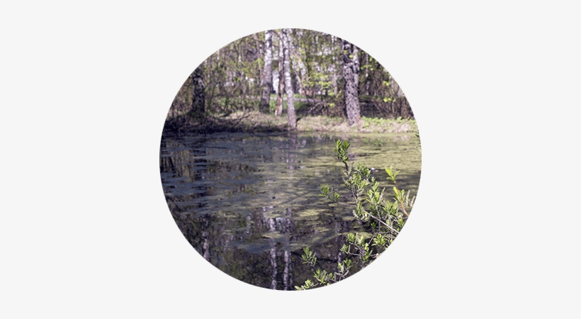 Is Your Pond Beginning To Look And Smell Like A Stagnant - Stock Photography, transparent png download