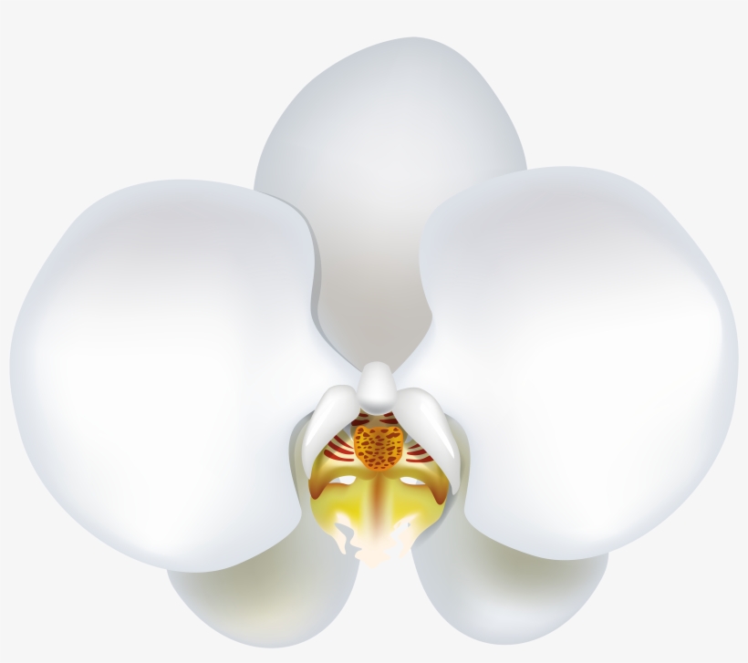 White Orchid Png Clipart - Portable Network Graphics, transparent png download