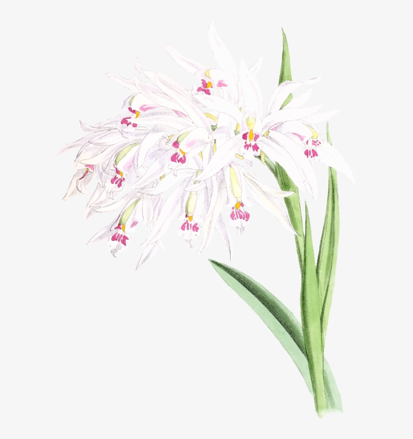 Medium Image - Christmas Orchid, transparent png download