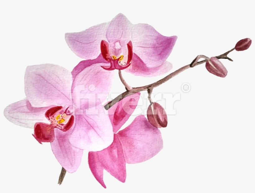 Orchids Of The Philippines, transparent png download