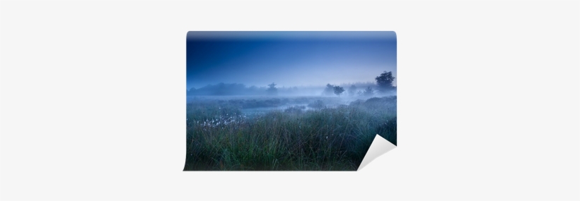 Grass, transparent png download