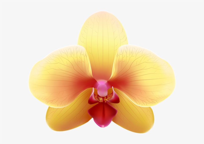 Transparent Yellow Orchid Png Clip Art Image - Yellow Orchid Png, transparent png download
