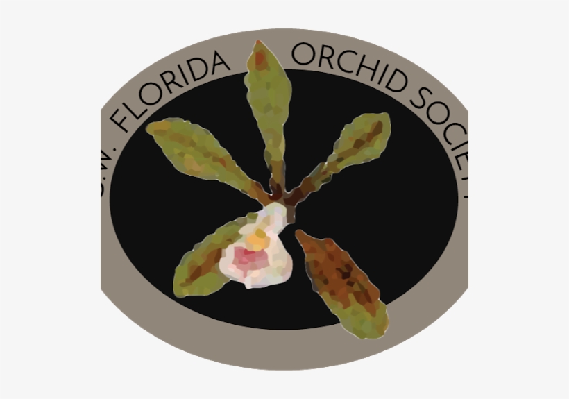 Photo - Orchid, transparent png download