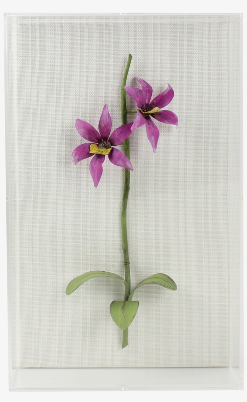 0012pos - Orchids, transparent png download