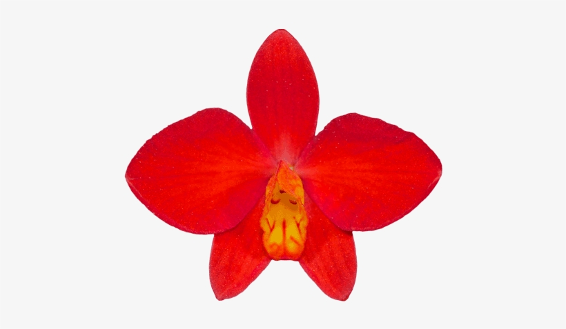 Western Orchids / Laboratories Is Run By Kevin Western - Christmas Orchid, transparent png download