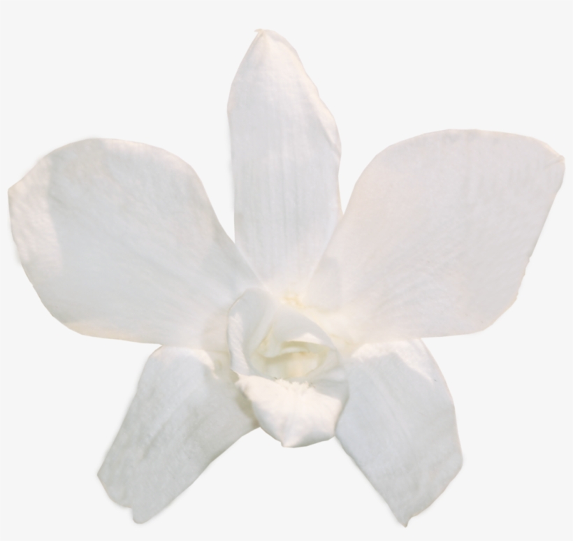 Orchid Dendrobium White Orchids Png Image Transparent Png Free Download On Seekpng