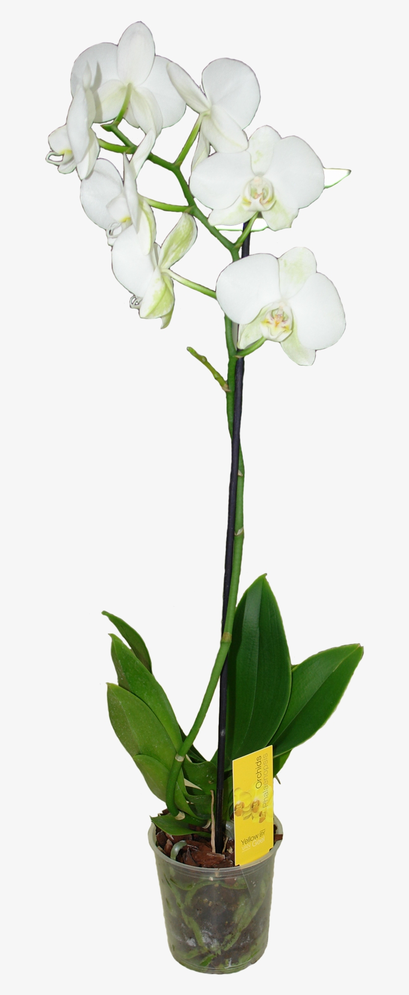Фаленопсис Ван Гель Микс Белый - Moth Orchids, transparent png download