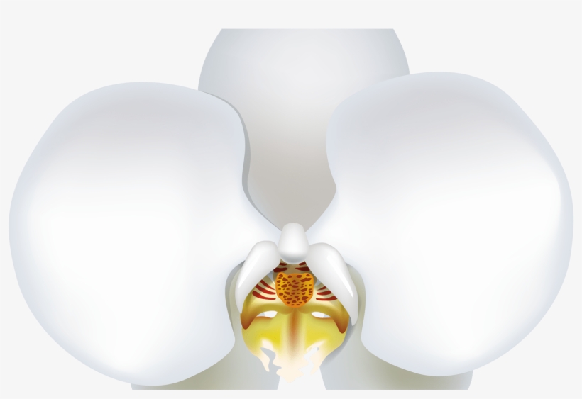 White Orchid Png Clipart Best Web Clipart - Portable Network Graphics, transparent png download