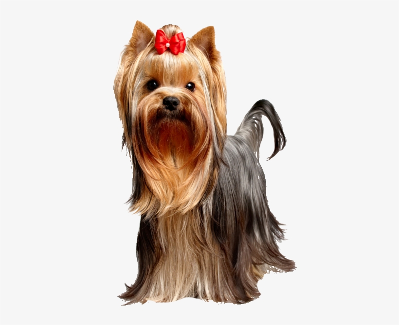 Best Dog Food For Yorkies - Yorkies Dogs, transparent png download