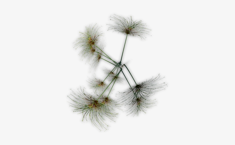 229k Papyrus Jcd E - Pond Pine, transparent png download