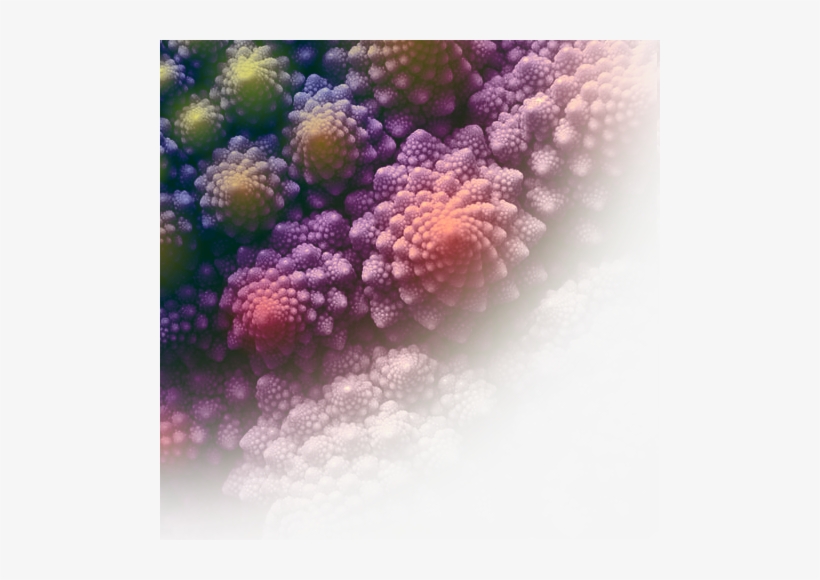 Broc - Cauliflower, transparent png download