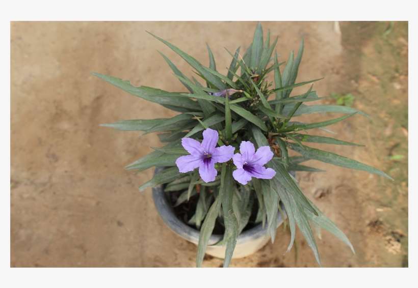 Purple Flowers - Mexican Petunia, transparent png download
