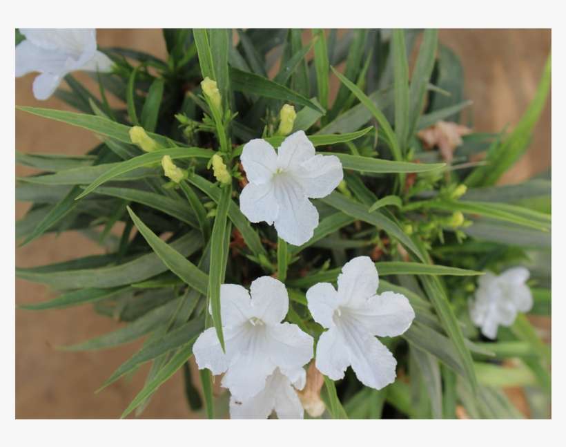 White Flowers - Mexican Petunia, transparent png download