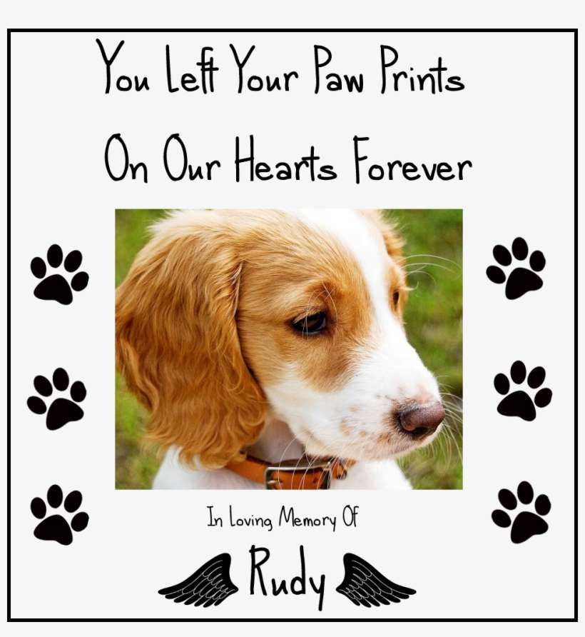 Below You Can Download The Image With A Clear Background - Companion Dog, transparent png download