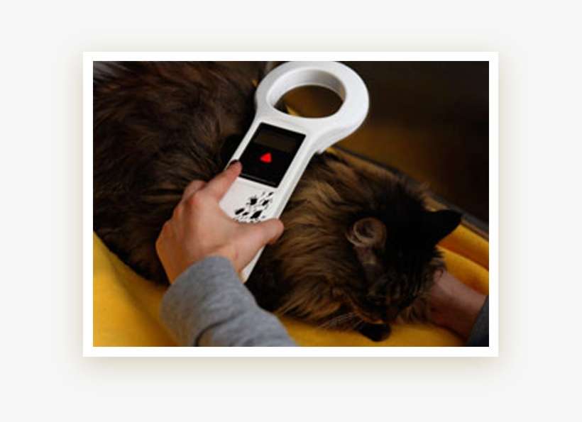 Microchipping - Near North Animal Hospital, transparent png download
