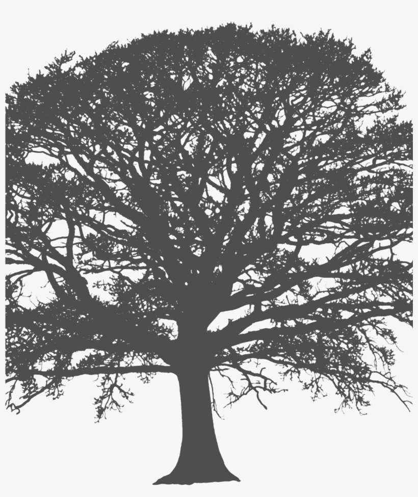 Afro, transparent png download