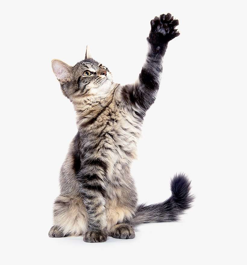 How Does Microchipping Work Cat PNG Image Transparent PNG Free