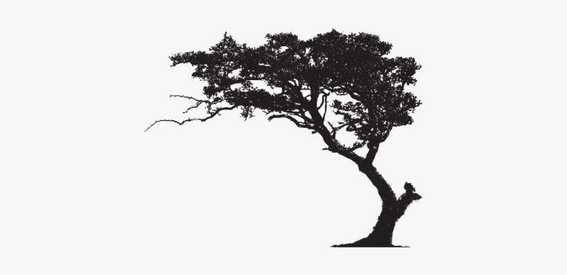 Film Scripts - Big Tree Png Hd, transparent png download