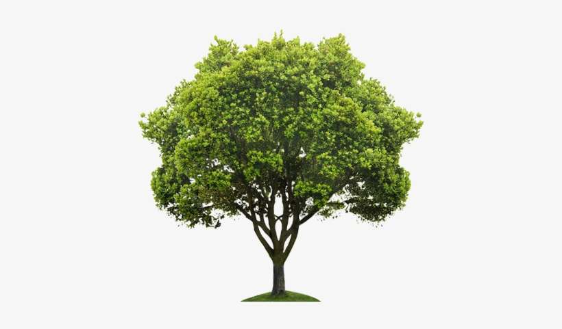 Now Hiring Arborists - Tree Png, transparent png download