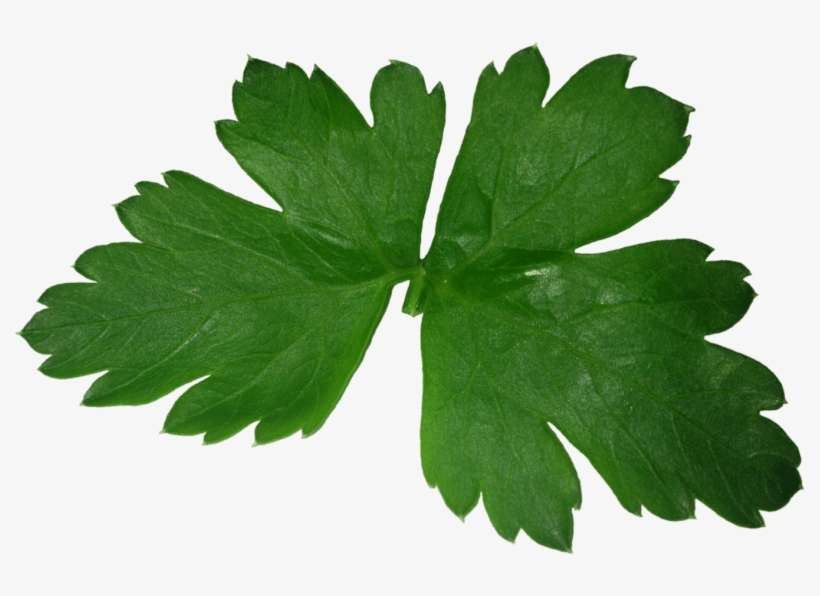 Free Png Parsley Png Images Transparent - Parsley Png, transparent png download