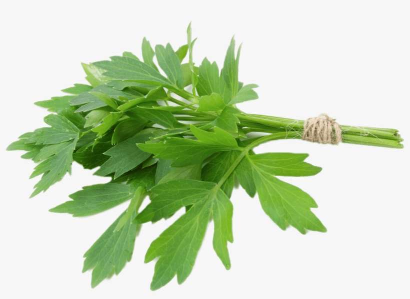 Lovage - Lovage Plant, transparent png download