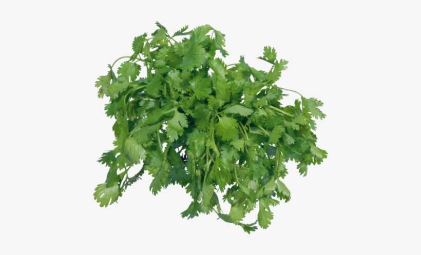 For A Bold Taste - Parsley Plant Png, transparent png download