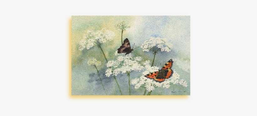 Small Tortoiseshells On Hogweed - Large Tortoiseshell, transparent png download