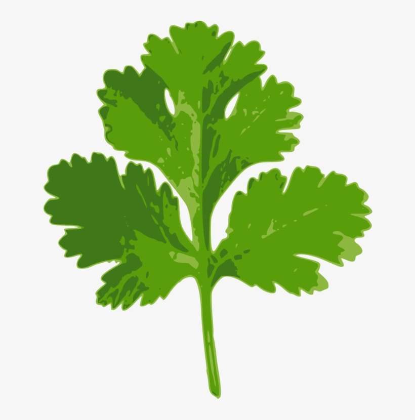 Coriander Parsley Indian Cuisine Herb Ghormeh Sabzi - Coriander Clipart, transparent png download