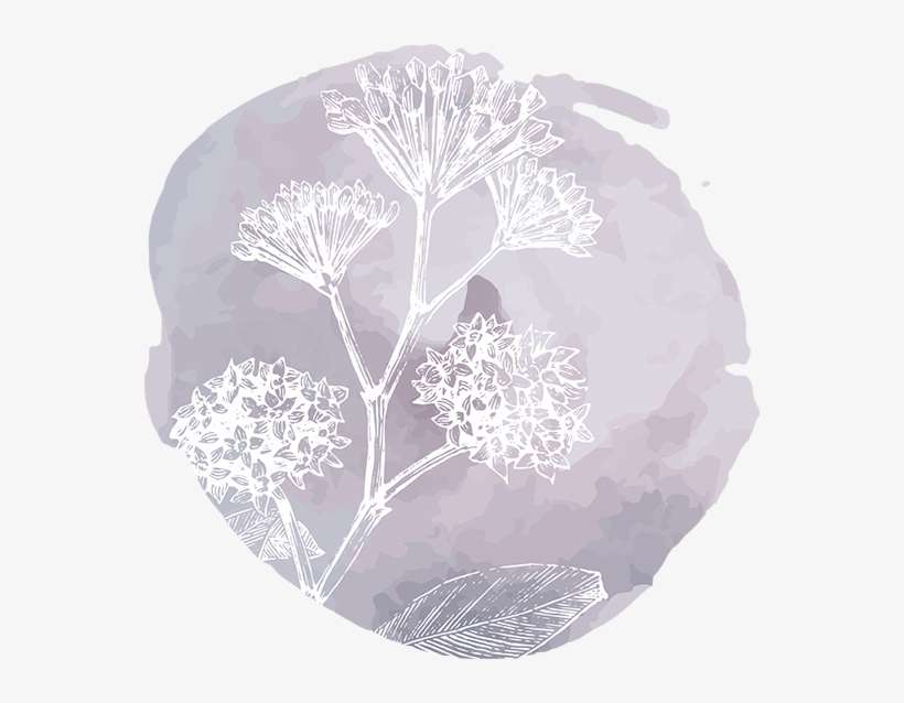 Body - Cow Parsley, transparent png download