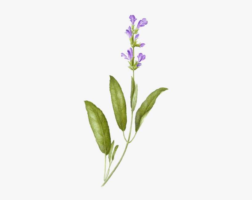 Sage - Sage Tattoos, transparent png download