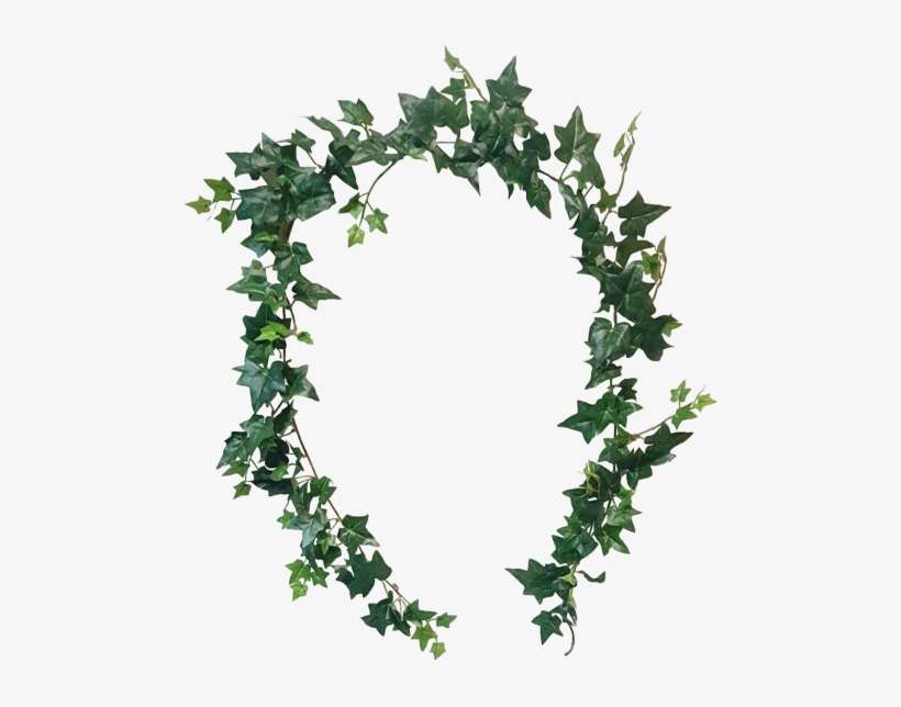 Graphic Transparent Download Ft Sage Ivy Leaves Silk - Leaf, transparent png download