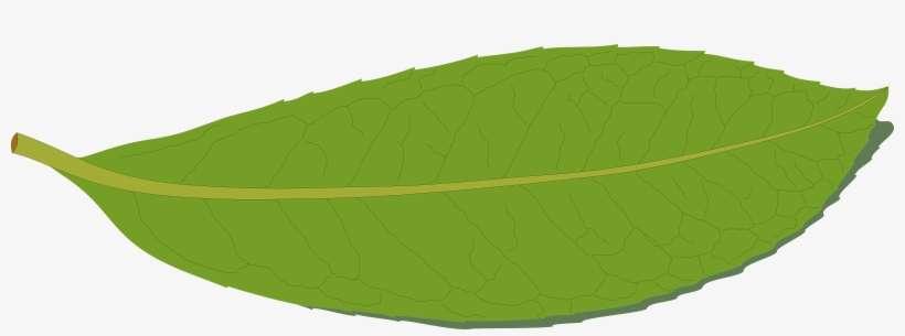 Bay Laurel Bay Leaf Herb Basil - Clip Art, transparent png download