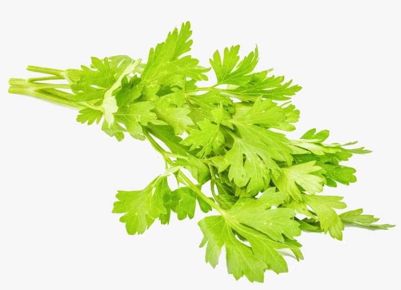 Parsley 1 Kg - Fresh Parsley Walmart, transparent png download