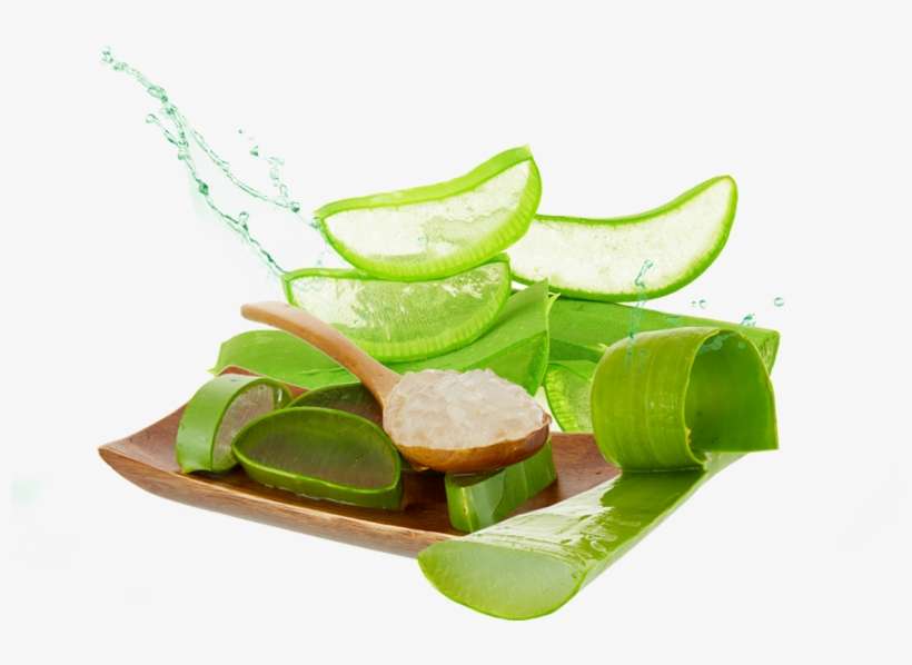Aloe Png Photos - Aloe Vera Gel Png, transparent png download