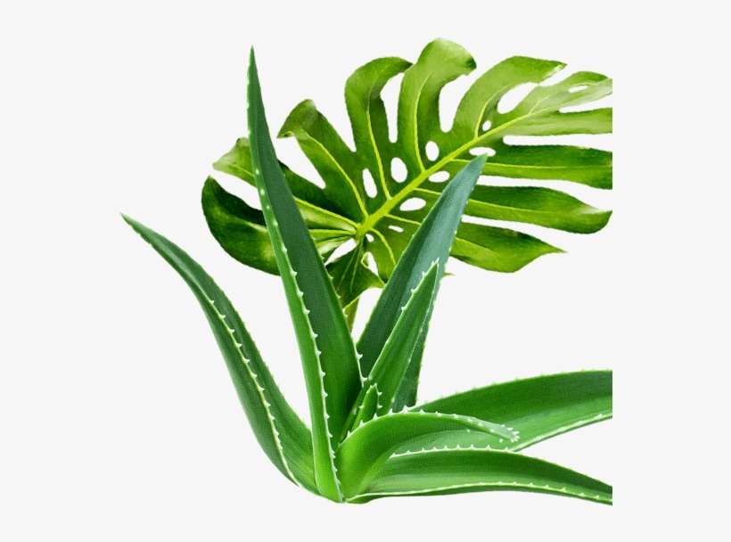 Aloe Pieces Foliage - Aloe Vera, transparent png download