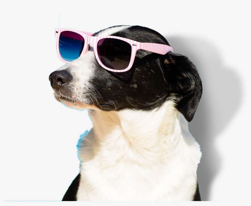 Happy Dog Png - Dog With Sunglasses Transparent, transparent png download