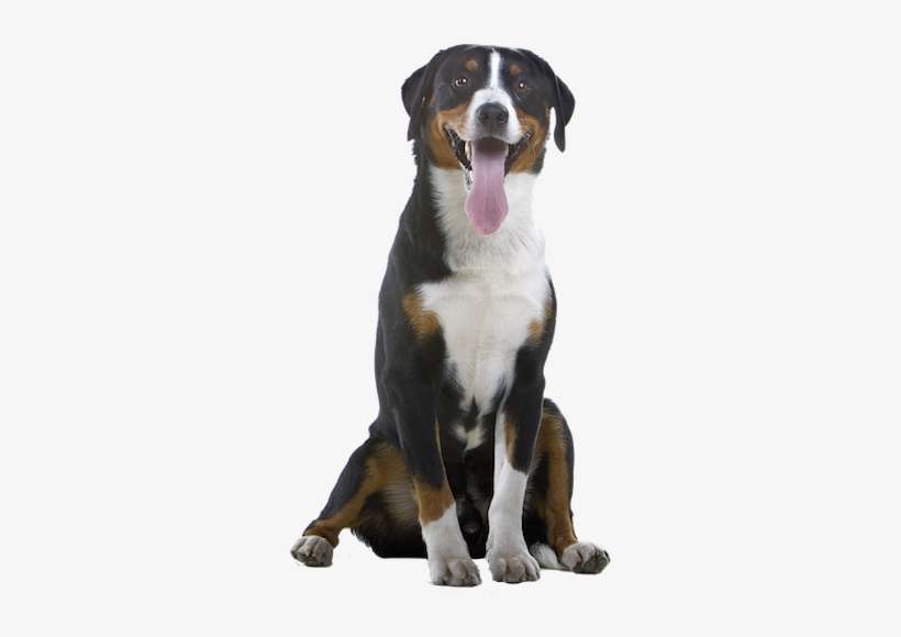 Why Choose A Greater Swiss Mountain Dog To Be The Star - Greater Swiss Mountain Dog Png, transparent png download