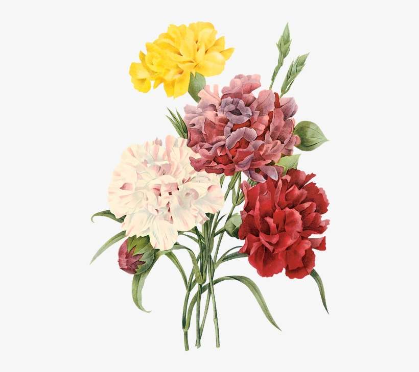 Flower Illustration By Pierre-joseph Redoute - Pierre Joseph Redoute, transparent png download