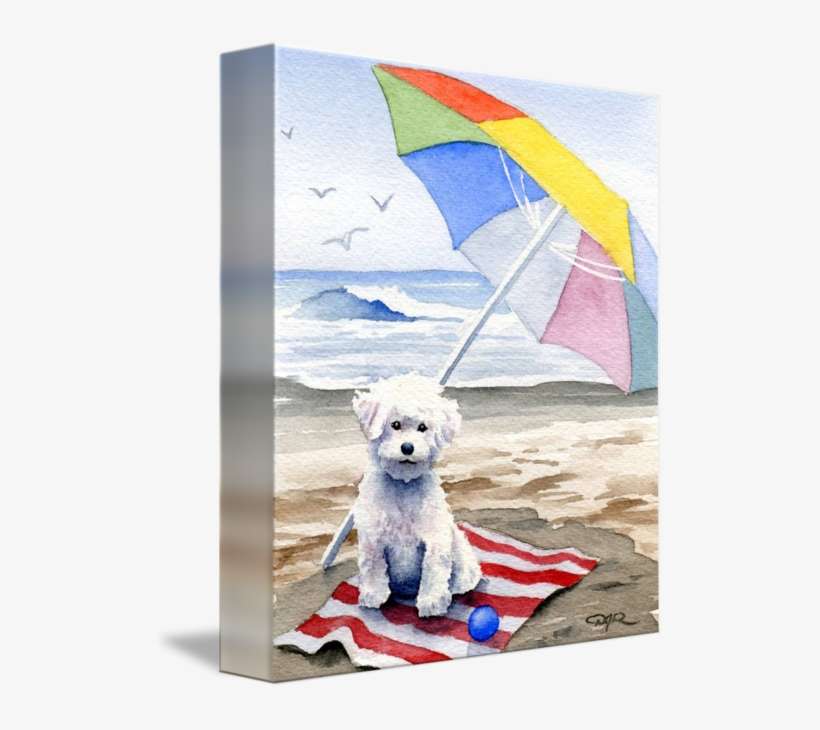 "bichon Frise At The Beach" By David - Bichon Frise Art, transparent png download