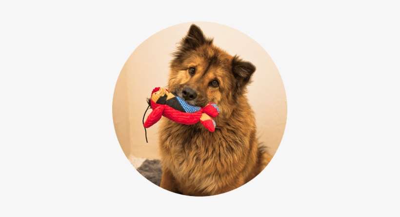 Happy Dog, Dog With Toy In Mouth, Dog Training - Companion Dog, transparent png download