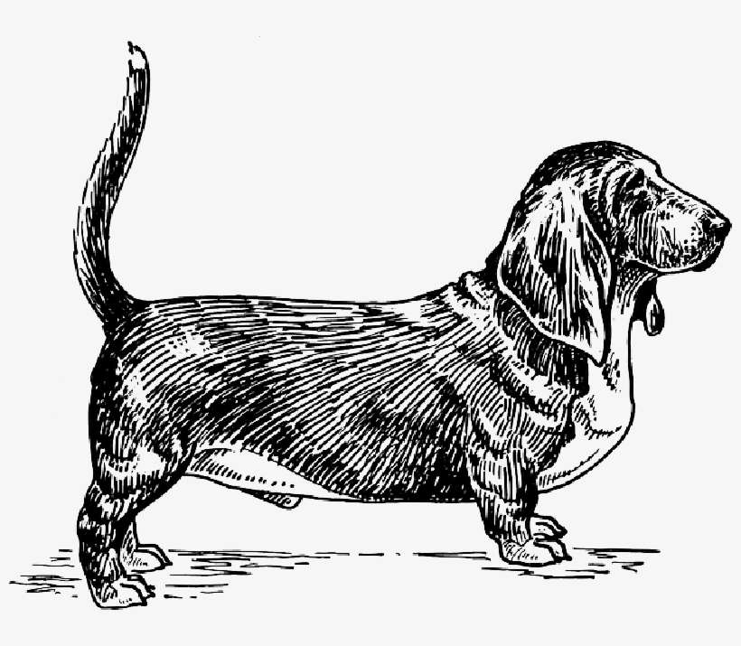 Mb Image/png - Basset Hound Dog Vector, transparent png download